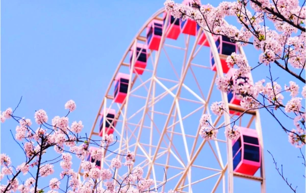 Top Photogenic Spots for Cherry Blossoms in Shanghai’s