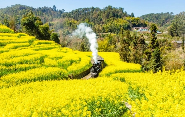 Jiayang pequeño tren: un fósil viviente de la revolución industrial que pasa por el mar de flores