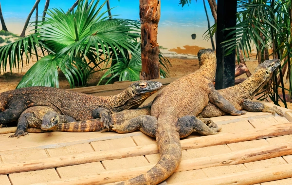 Mundo de Vida Silvestre: Un viaje inmersivo a través de cinco continentes de maravillas naturales-3