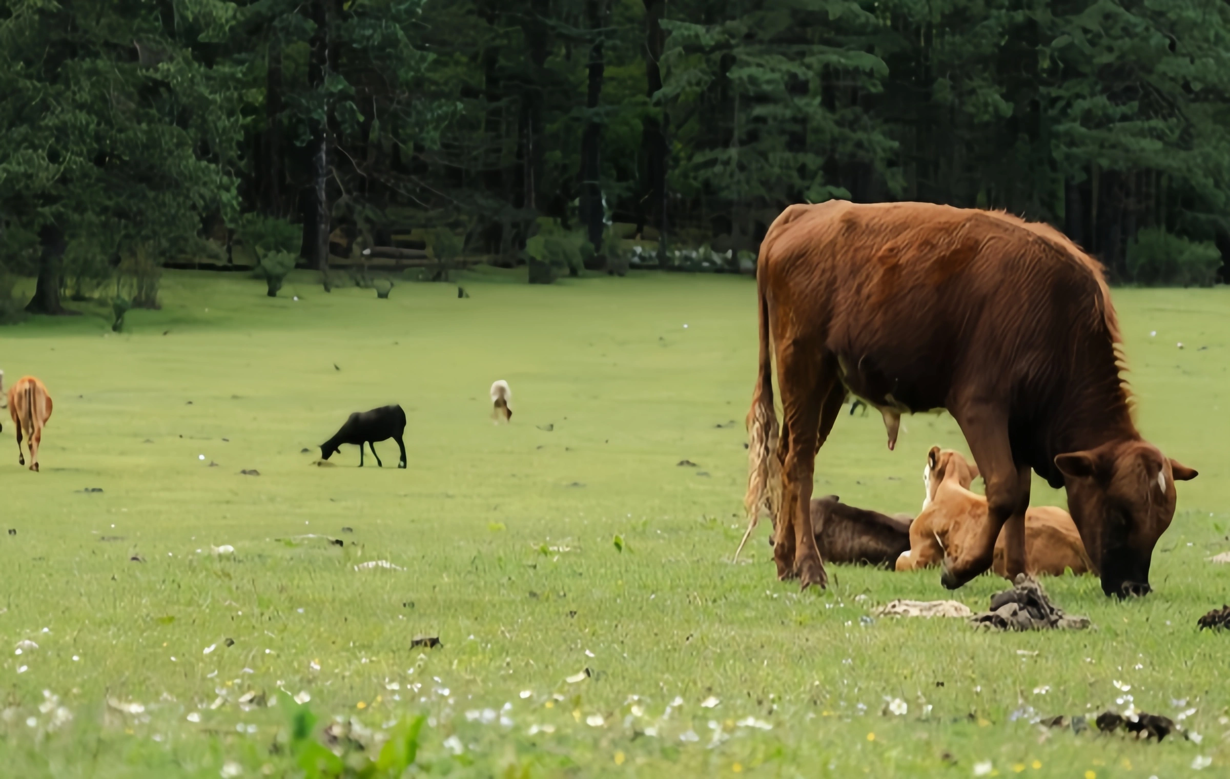 Yunshanping: Pilgerfahrt aus dem geheimen Reich von Jade Dragon Snow Mountain zum lieben Heiligen Land von Naxi-2