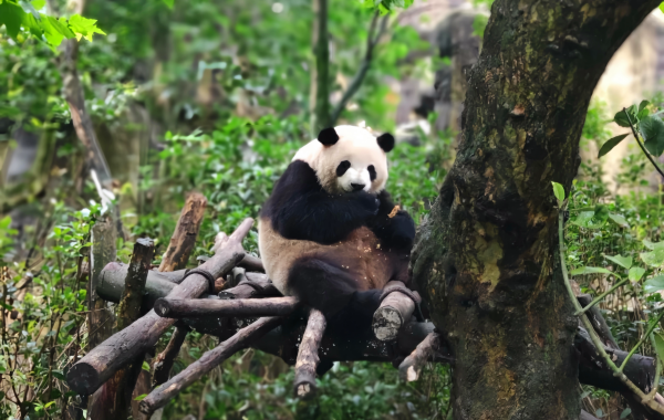 Chengdu Panda Valle: El reino secreto de la liberación salvaje de Pandas gigantes y el País de las Maravillas Naturales del Alto Cañón de la Montaña-2