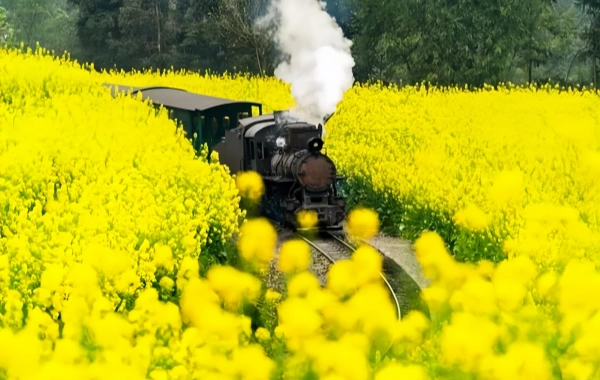 Jiayang pequeño tren: un fósil viviente de la revolución industrial que pasa por el mar de flores-4