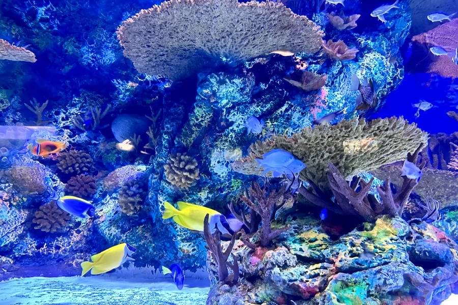 Acuario del Océano de Shangai: Viaje panorámico desde el río Yangtze hasta el mar profundo-2