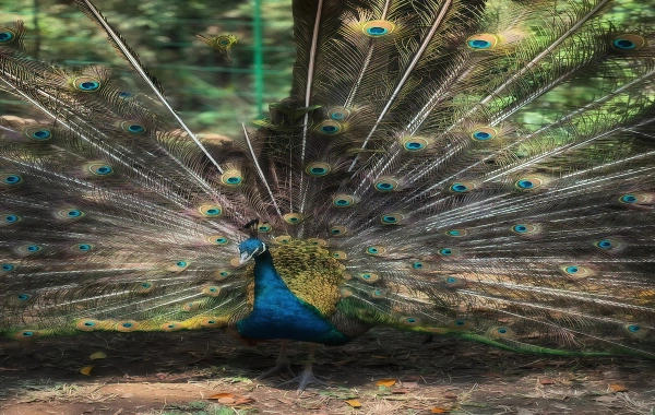 Primeval Forest Park: Eine Reise in das geheime Reich der Peacock Königreich und tropische Regenwälder-4