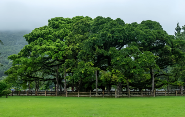 Fuzhou National Forest Park: A Green Lung in the City and a Natural Epic of the Millennium Banyan King