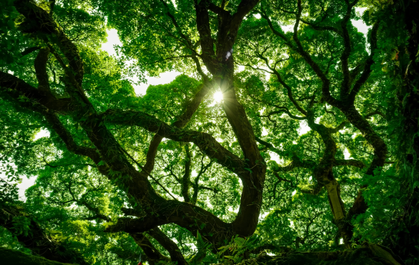 Fuzhou National Forest Park: A Green Lung in the City and a Natural Epic of the Millennium Banyan King-2