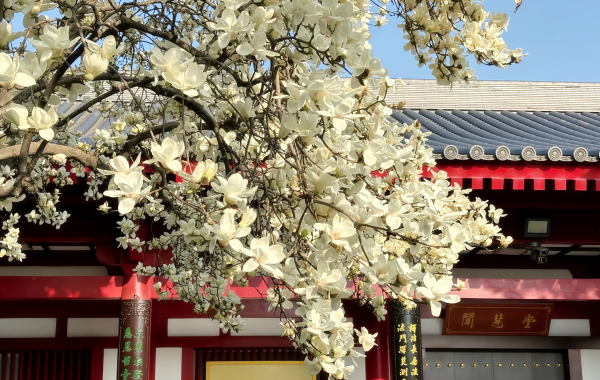 Da Ci'en Tempel: Eine Tang Dynastie Die Welt der Welt Wo Xuanzang buddhistische Schriften über ein Millennium übersetzt hat-4
