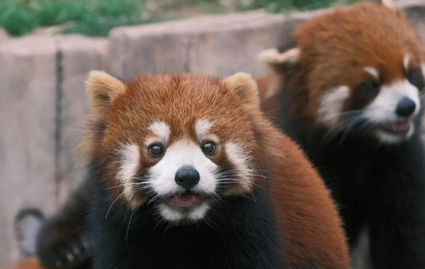 Zoo de Chongqing:Une ligne de sauvetage pour la ville de montagne pendant 70 ans-2