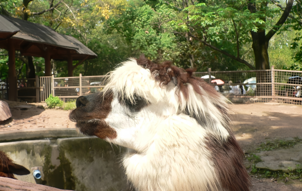 Zoo de Chongqing:Une ligne de sauvetage pour la ville de montagne pendant 70 ans-4