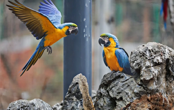 Changsha Ecological Zoo:A Journey into an