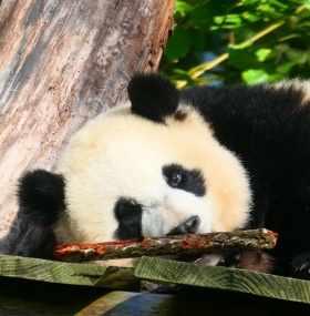Chengdu Panda Tour