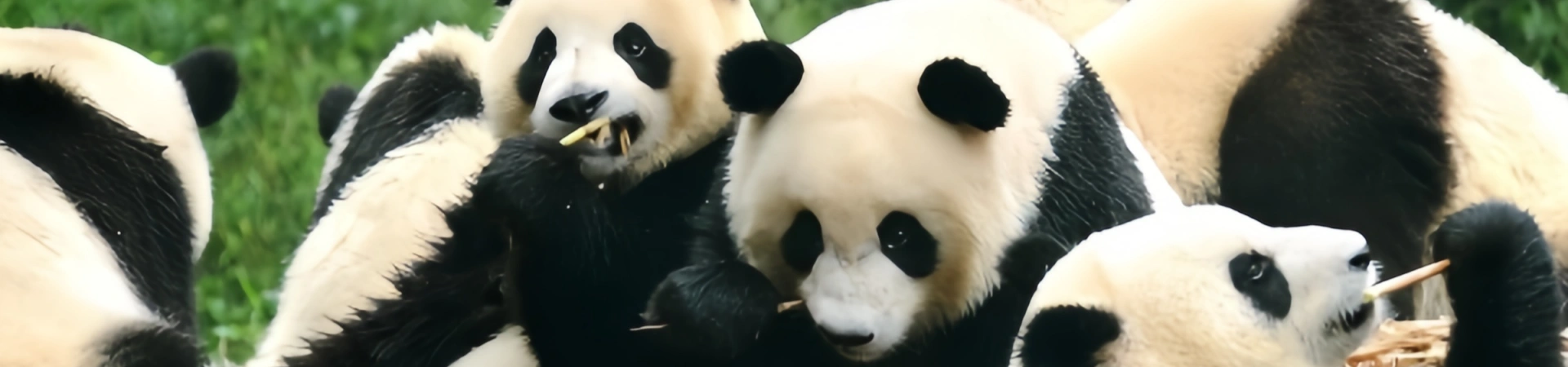 Chengdu Panda Guía: Top Spots to Observe, Engage, and Learn about Giant Pandas