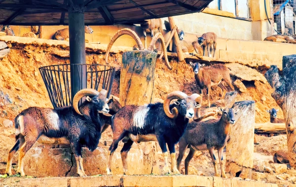 Kunming Zoo & Yuantong Mountain Park