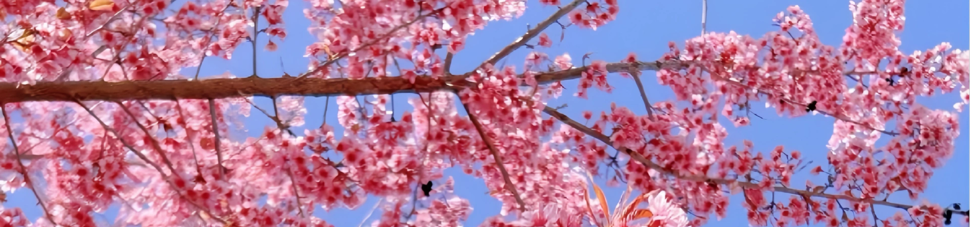 Kunming 식물 정원 서쪽 정원: 산 보육에서 식물 왕국에 응축 된 epic