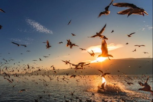  デイアンチ湖:「プラトーの真珠」からスプリングシティの受付ホールまでのミレニアム・ポエチック・ジャーニー