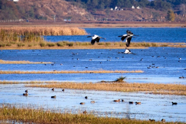 Caohai Lake: A Journey to the Highland Pearl, Winter Haven for Migratory Birds, and Wetland Wonderland
