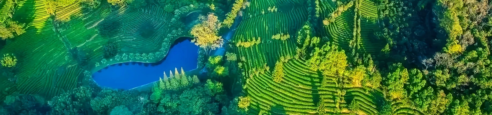 Yannanfei Tea Plantation Area Scenic