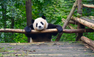 Day 7: Chengdu Departure