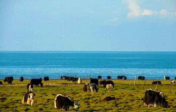 1 Day Qinghai Nature Tour