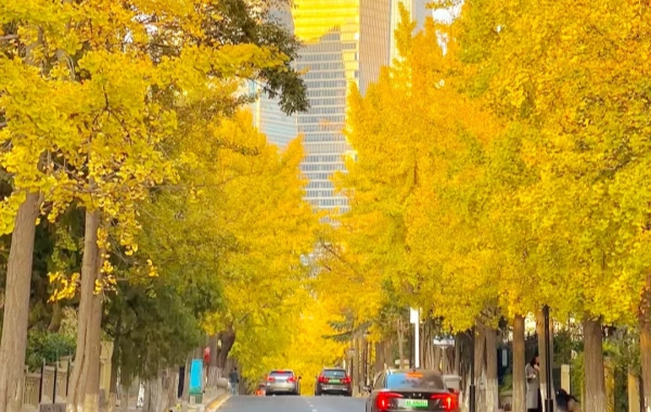 Giorno 1:Qingdao Arrivo